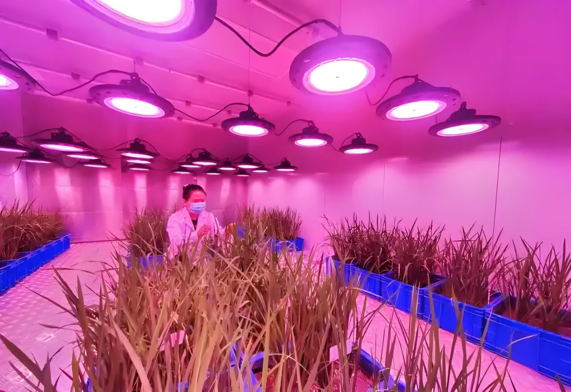 广东人工气候室在农业领域的应用